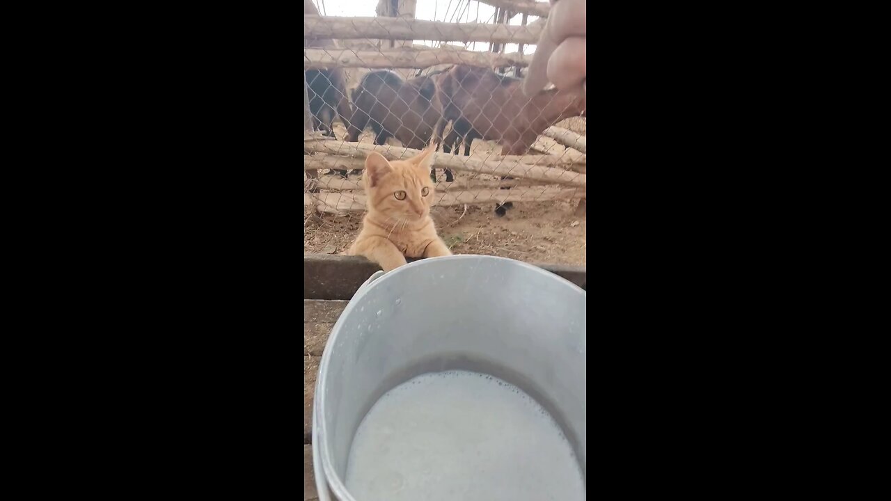 🐈😺 Cat's milk 🍼 Time