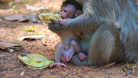 Wow, Mom Elsa Give Solid Food To Baby EMORY