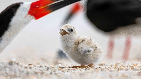 Cute Black Skimmer Chicks: A 9-Minute Joyful Journey