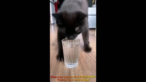 You can watch this FOREVER!! Funny Cats and Dogs!