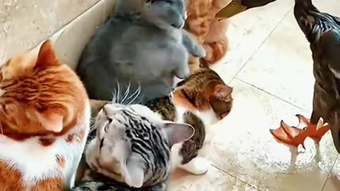 Funny cats video