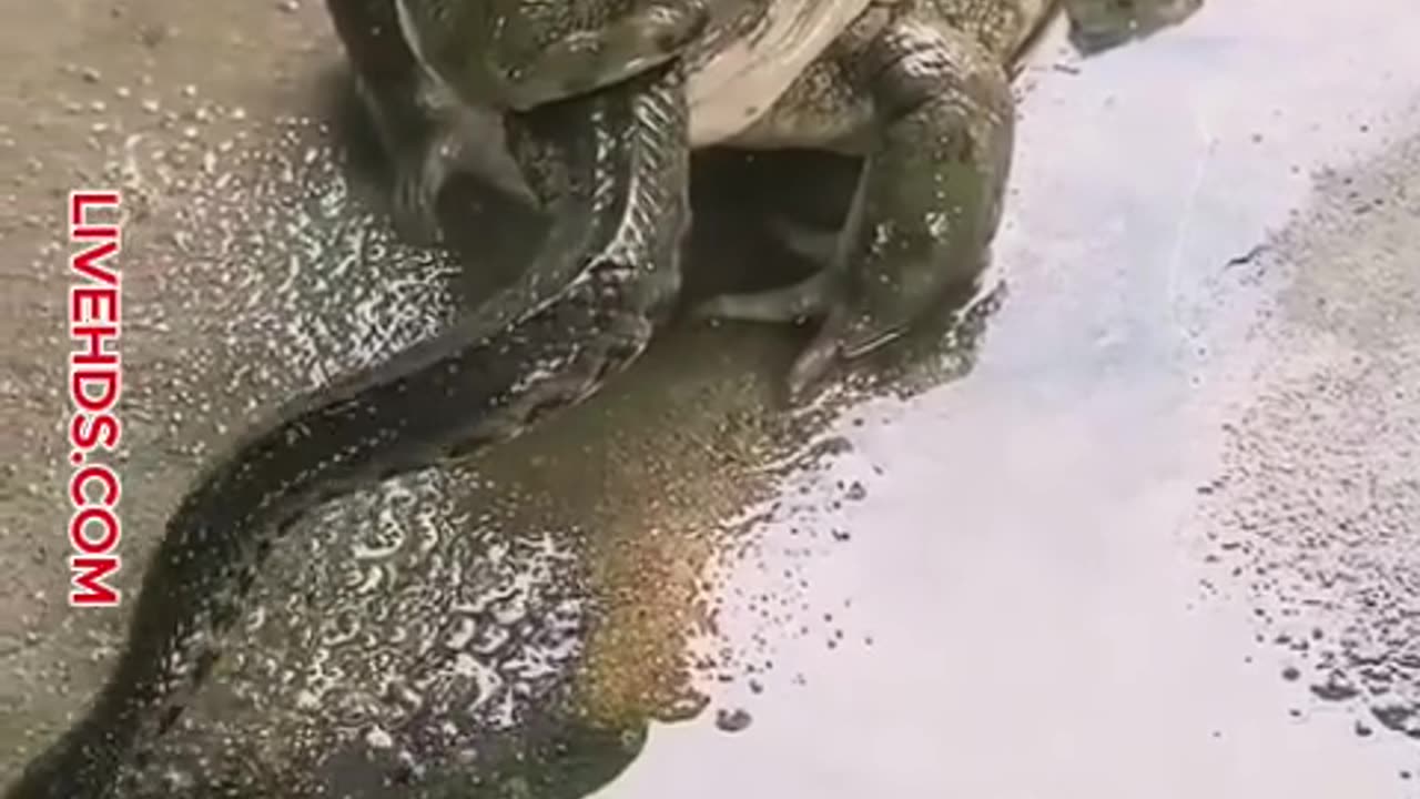 Funny animals