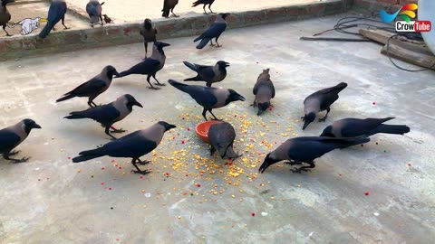 Crow bird Fight for Food - Large Numbers of crows Natural Sounds | Crow Best Feeding Time