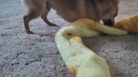 Teddy Bear And Snake!