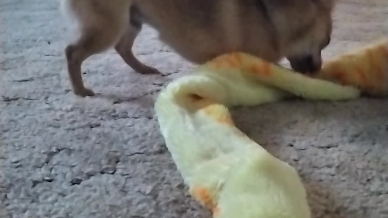 Teddy Bear And Snake!