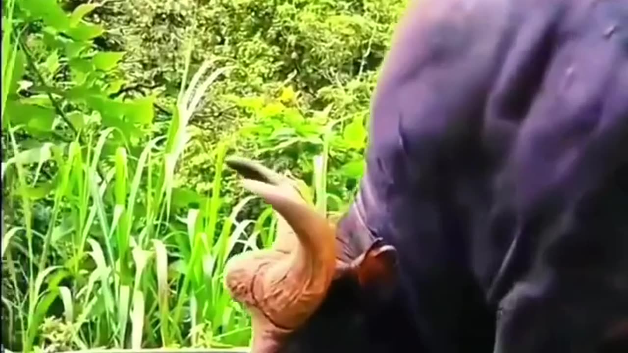 😮🌄 Up Close with an Indian Gaur! | FeedMyCuriosity