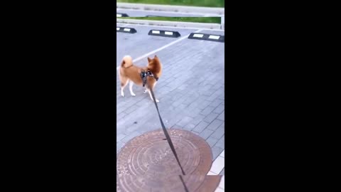 Funny animal videos 2025😂😂 - funny cats/dogs