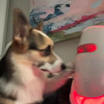 Release my human I demand it 😂