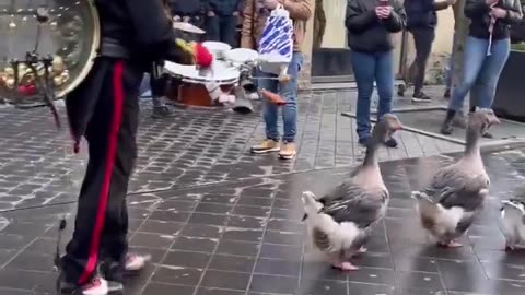 🤯✨ Watch a Stunning Goose Parade Take Over a Town! | FeedMyCuriosity