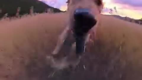 the dog cameramam #goldenretride #zoomies #insta360