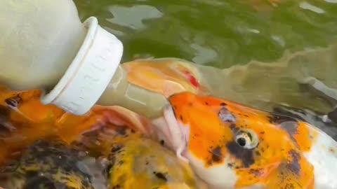 Fish Eat Food From a Baby Bottle