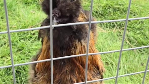 Marsh farm essex fun family days out