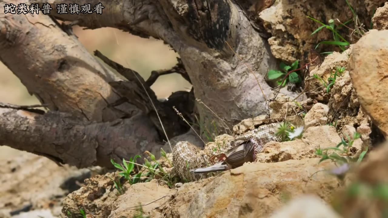 危机四伏的沙漠隐藏着众多陷阱,疾速狂奔的铲鼻蜥蜴能否逃命? #铲吻蜥蜴 #沙漠 #动物世界