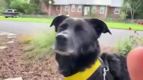 Jealous dog's reaction after his owner stopped to pet a kitten.. 😅