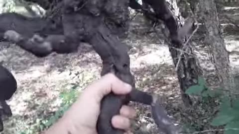 Octopus Wood