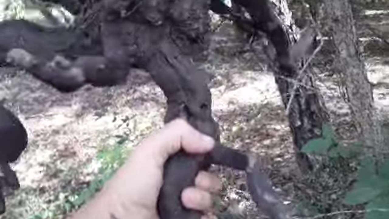 Octopus Wood