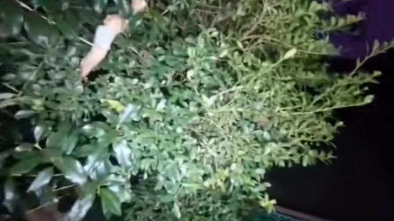 😨💥 Ghost Mourning Caught on Camera! | TheHauntingHour