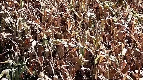 029. Academy Sports + Outdoors Presents Training Days Anna QB Ziondre Williams Episode 4 #txhsfb