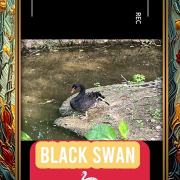 Witness nature’s dark elegance unfold in every movement. 🌊🌿