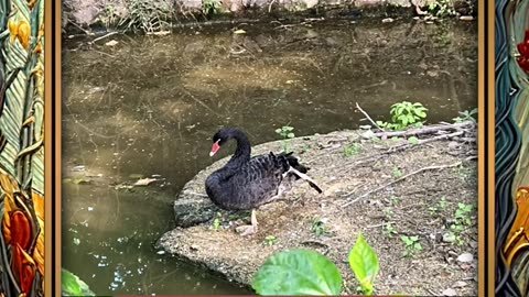 Witness nature’s dark elegance unfold in every movement. 🌊🌿