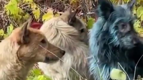 Blue dogs in Chernobyl: Radiation is not to blame, scientists suspect chemicals
