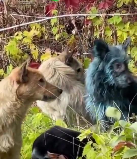 Blue dogs in Chernobyl: Radiation is not to blame, scientists suspect chemicals