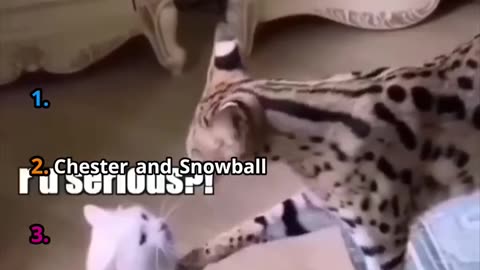 Another funny voice do overs