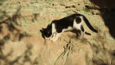 Our Cats #163 - Short Clip - Pasha & Pusspuss On Slippery Slopes