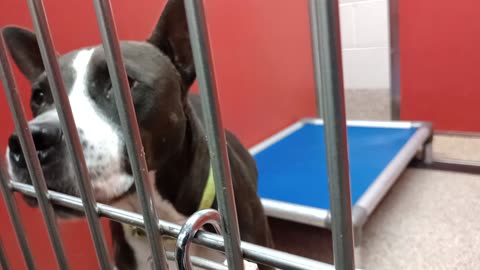 Shadow 6y A694017 kennel 26 pod 1 PACC shelter lovely boy, we found our groove quite quick2025112633