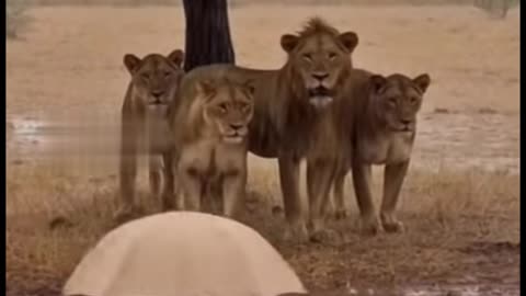 I have trying create new video