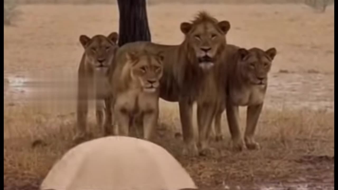 I have trying create new video