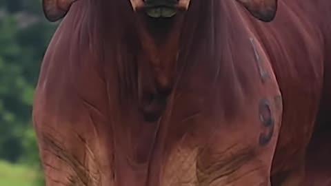 Majestic Red Brahman Bull