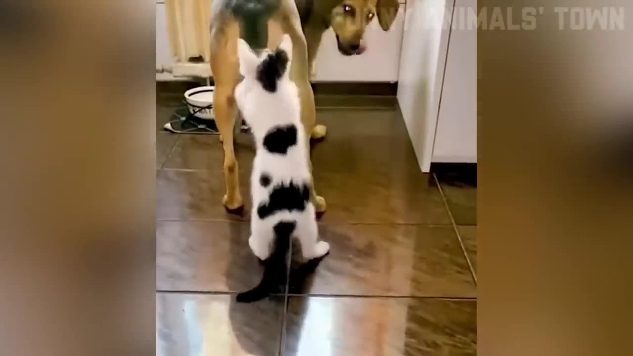 🤣Funniest Cat And Dogs Video Funny Animals Video