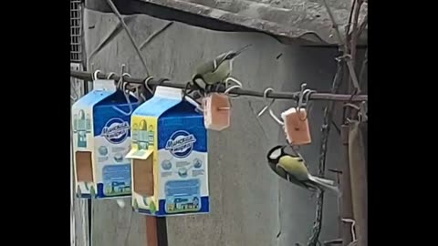 hAngry birds full