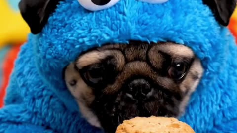 Cookie Monster Pug Eats Giant Peanut Butter Cookie | Cute ASMR Dog Mukbang Video