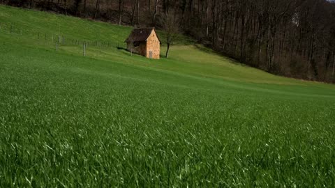 Peaceful Grass Meadow 🌿✨ | Calm Field Views & Relaxing Nature Sounds