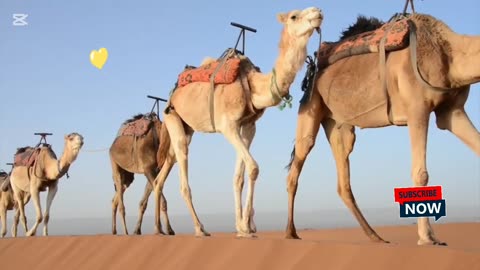 Camels walking one after the other. Animals from the wild