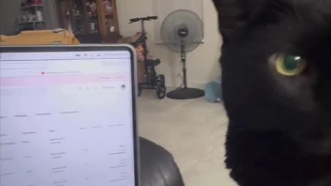 Cute Precious Piper Helps with Video Editing - My Adopted Shelter Cat Vlog #shorts 
