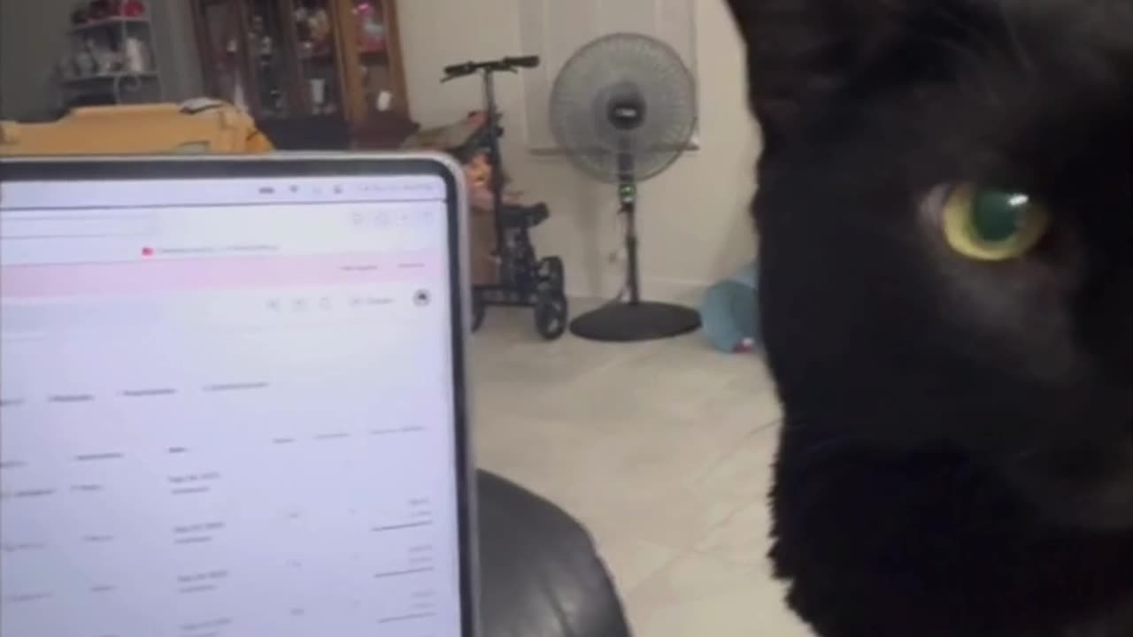 Cute Precious Piper Helps with Video Editing - My Adopted Shelter Cat Vlog #shorts