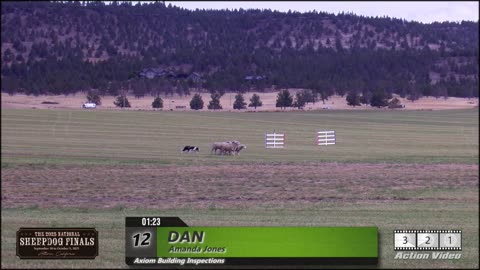 Tue Prelim 12 Amanda Jones - Dan 2025 USBCHA Sheep Dog Finals