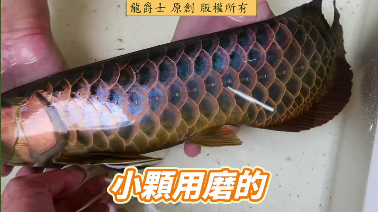 【龍爵士】千問千答 Q244 龍魚尾巴長豆豆，如何改善