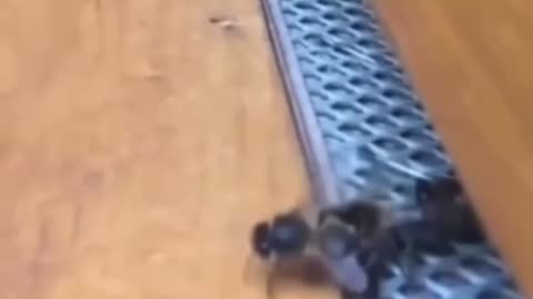 😮✨ Bees Struggle To Land! You Have To See This! | FeedMyCuriosity