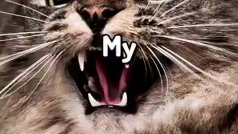 Amazing: WEIRDEST Animal Facts