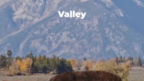 Yellowstone National Park Travel Guide: Best Things to Do In 2026
