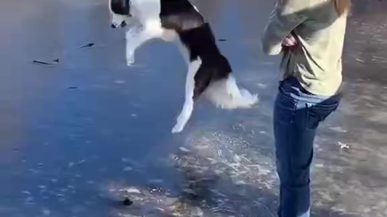 "Are Border Collies very smart? Take a look at this one."