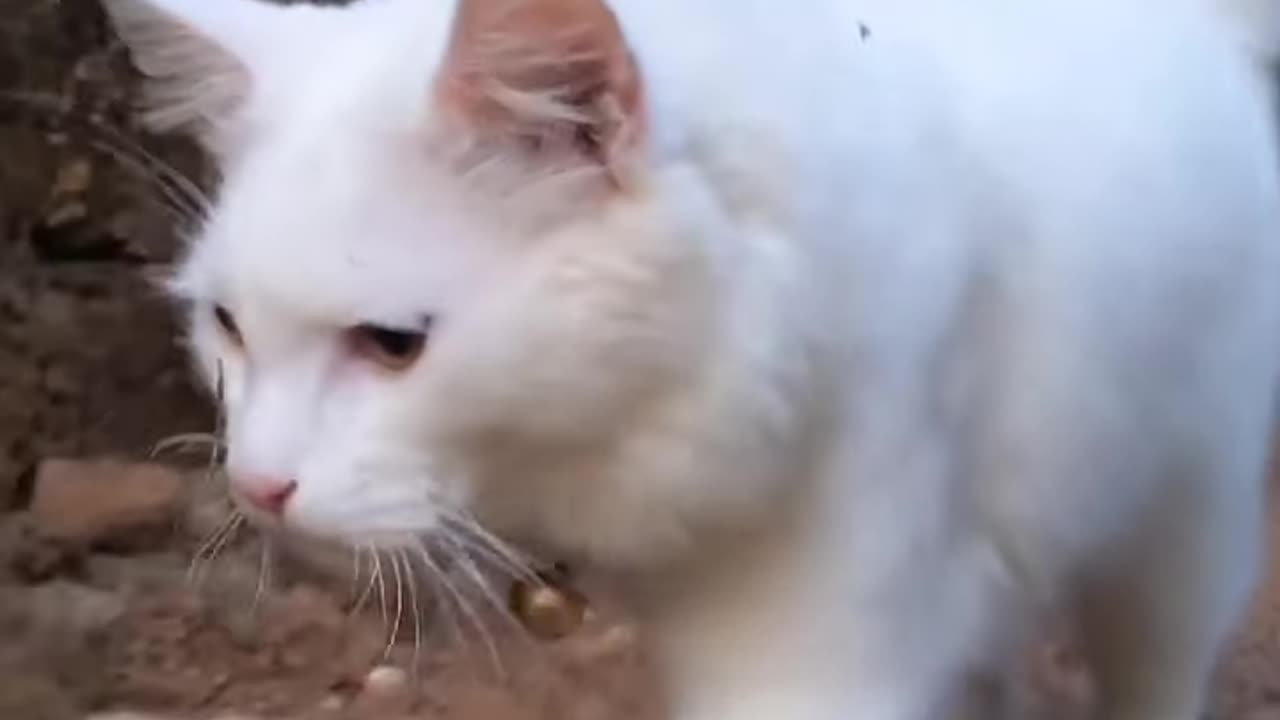 cat poochha