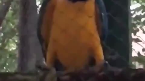 The moment parrot stops before drop got me laugh so hard