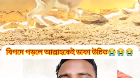 “হরিণের তাওয়াক্কুল—প্রকৃতির ভেতর লুকানো ঈমানের শিক্ষা 🦌✨”