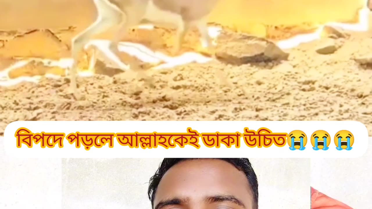 “হরিণের তাওয়াক্কুল—প্রকৃতির ভেতর লুকানো ঈমানের শিক্ষা 🦌✨”