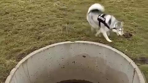 Animal warning to humans